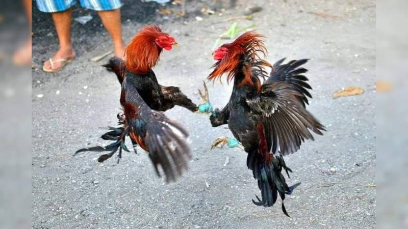 Những giống gà thường dùng trong đá cựa dao